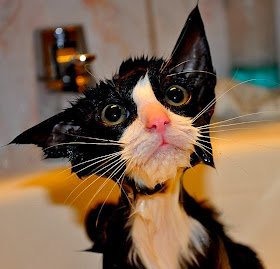 Funny cats - part 88 (40 pics + 10 gifs), cat hates bath