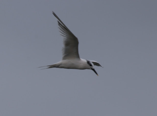 Charrán patinegro (Sterna sandvicensis)