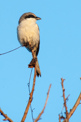 Loggerhead Shrike