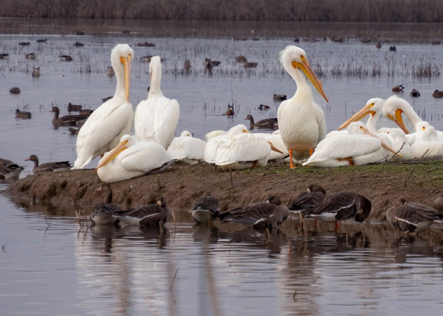 American White Pelicans