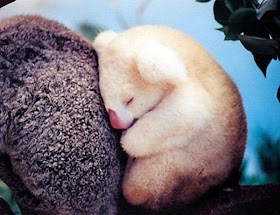 funny animal pictures, albino baby koala