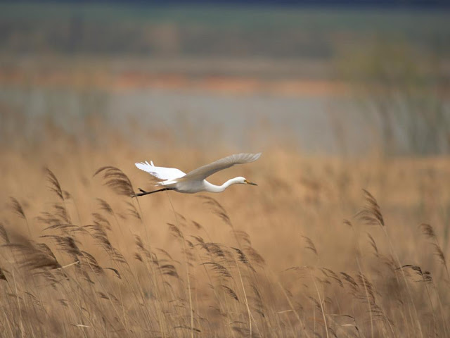 Wild Bird Pictures