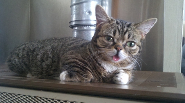 Lil Bub is a Nature's Happy Accident cat, cute lil bub, lil bub pictures