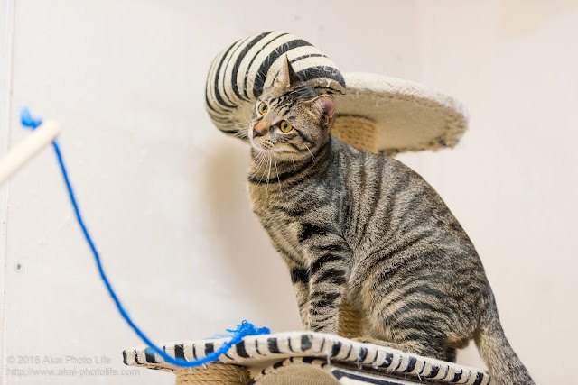 猫カフェ西国分寺シェルターにいた警戒心が強いキジトラが紐で遊ぼうか迷っている瞬間の写真 二枚目