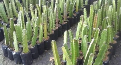 Bibit Buah Naga Bibit tanaman buah naga (Hyloceresus sp) nantinya berupa stek batang yang memiliki panjang minimal 30 cm dengan tekstur batang yang keras dan tua. Setidaknya ada dua jenis bibit buah naga yang dijual oleh dinas pertanian maupun penjual bibit tanaman berdasarkan bentuk fisik kulit dan daging buahnya