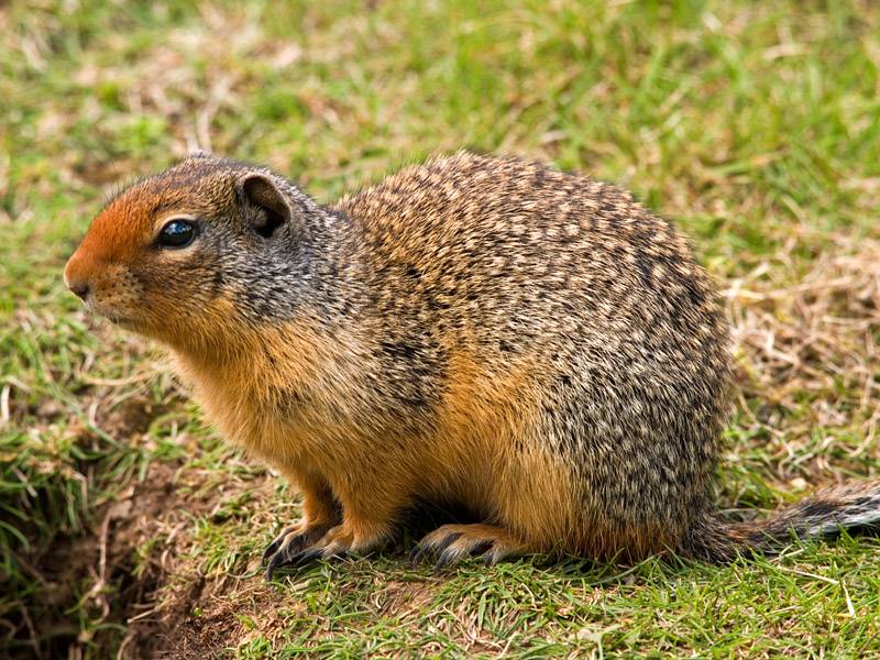 The News For Squirrels: Climate Change and the Columbian Ground Squirrel