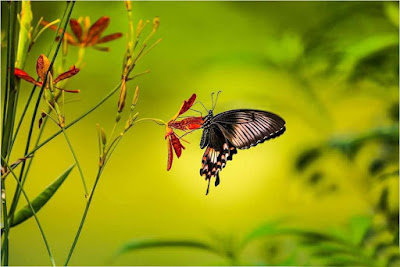 butterfly-sitting-on-beautiful-flowers-like-you