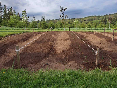  The onions were already out of the ground in a few days.