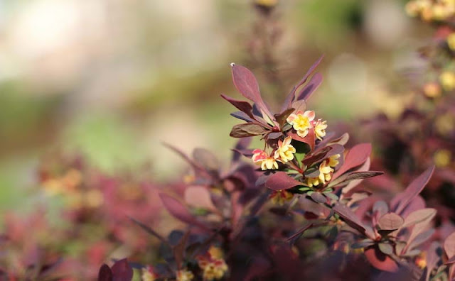 Berberis Thunbergii Flowers Pictures