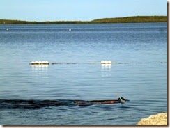 Snorkeling at Pennekamp
