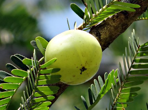 5 Benefits of Amla Oil for Hair Health