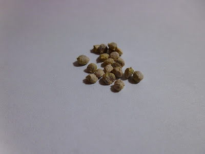 Spinach Seeds