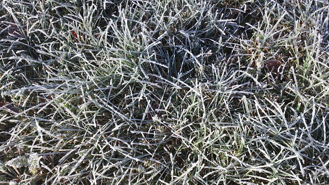 frost, froozen gras