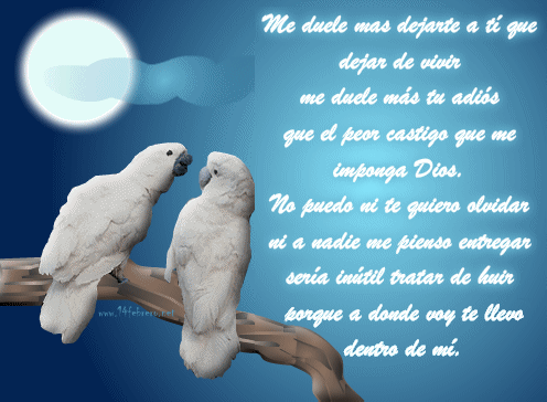 cotorras2
