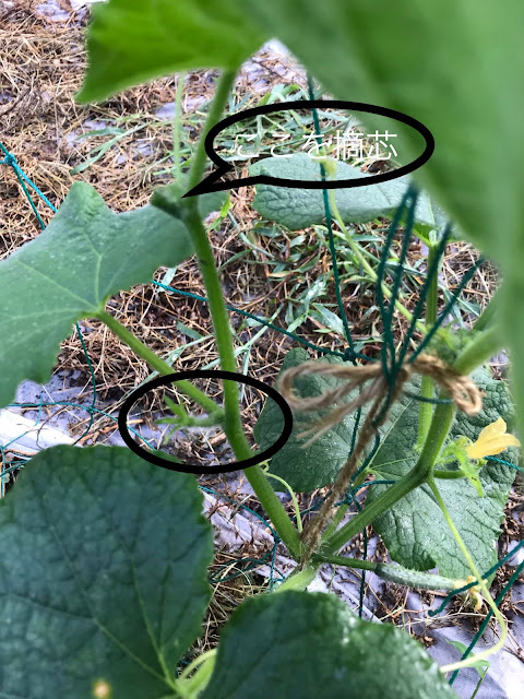 男料理を食べよう 栽培しよう キュウリの挿し芽に雌花が咲いたよ