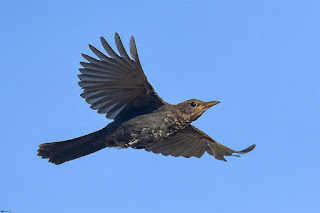 mirlo-comun-turdus-merula-hembra-en-vuelo-