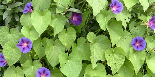 Dicas e cuidados sobre a Gloria da Manha, Ipomoea purpurea