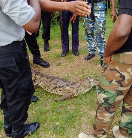 See the Big Alligator Killed by Officials of the Nigerian Military at Navy Town in Lagos (Photos)