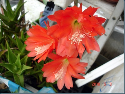 DSC00143