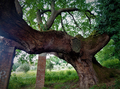 Yogini e Alberi Sacri - Associazione Culturale Orchestès