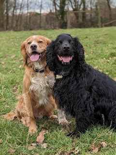 Eko the Golden Cocker Spaniel sitting pretty on a woodland path, he's looking up at the camera with his front paws raised up together and the most adorable cute look of happiness on his face as he waits for his treat  Unfortunately Eko's assessment to join our chosen organisation was postponed because of COVID and Lockdown, but behind the scenes his training has continued  Then life took over with my mums stroke in April 2021 and subsequent diagnosis of vascular dementia and now my dad's own decline in health  Hopefully we'll be able to book Eko in for another assessment later this year, once things have settled down with my parents health  For now Eko's training will continue and I'm looking forward to showing you just how far he's come from that naughty young pup that everyone knows and loves   Photo Description:- Eko the Golden Cocker Spaniel and Boris the Black Cocker Spaniel sitting side by side in a playing field looking directly at the camera