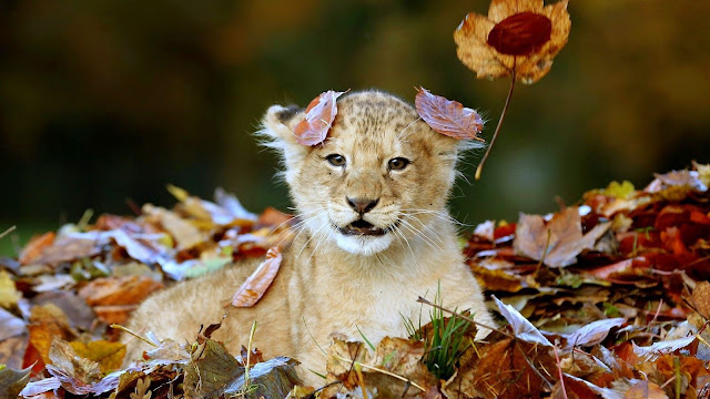 Baby lion cubs HD photos