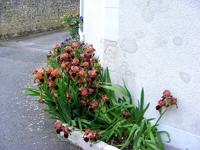 Irises, Loir et Cher, France. Photo by Loire Valley Time Travel.