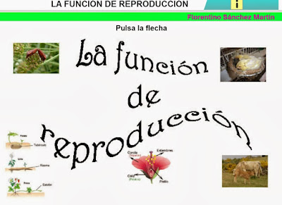 http://cplosangeles.juntaextremadura.net/web/tercer_curso/naturales_3/reproduccion_3/reproduccion_3.html
