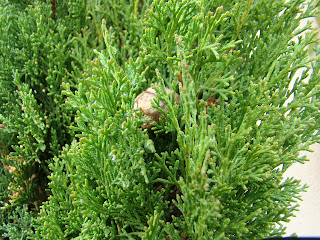 Ciprés (Cupressus sempervirens 'Totem').