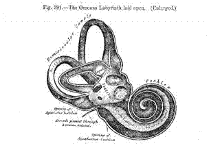 illustration of cochlea