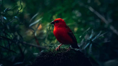 Passarinho Vermelho para Plano de Fundo