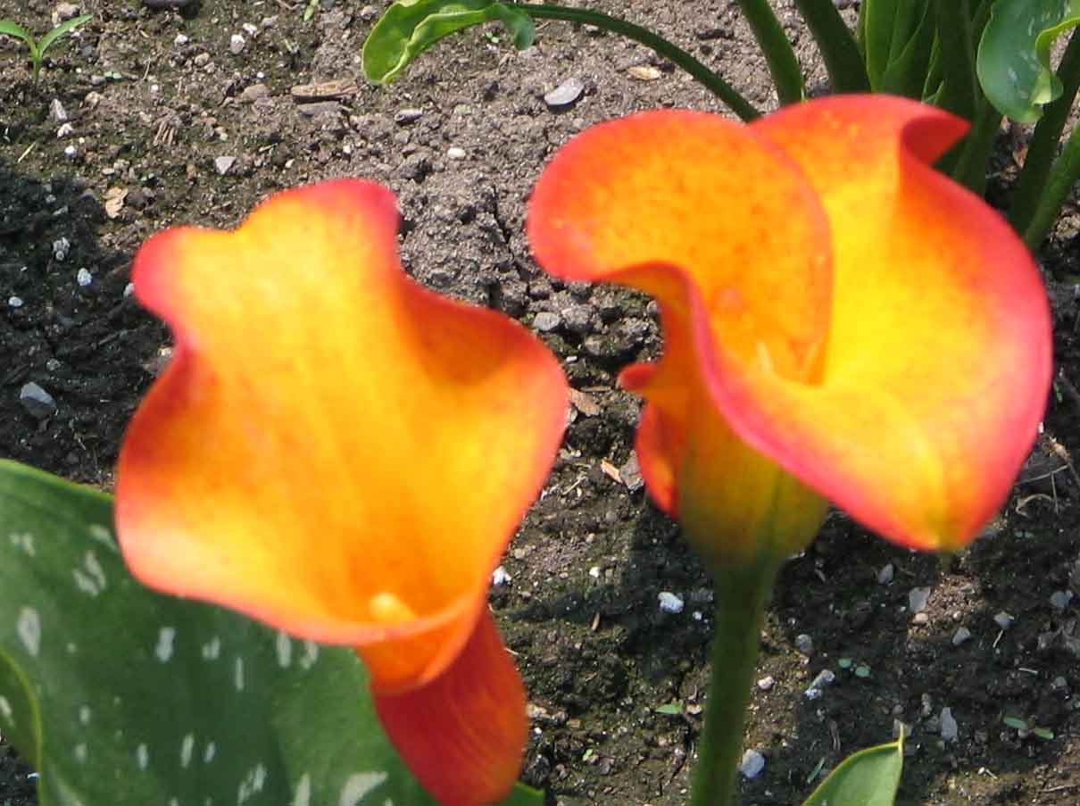 Summer Flowering Bulbs: Planting Summer Flower Bulbs