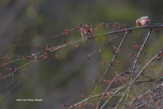 ベニマシコが桜の花芽を食べていました