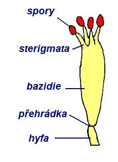 Holobazidie s bazidiosporami