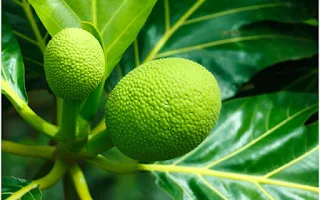 Breadfruit cancer cure