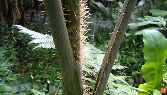 apa kekurangan dan keunggulan bambu  kayu dan rotan 