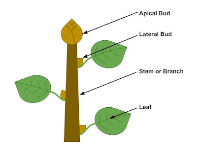 What is the apical bud?