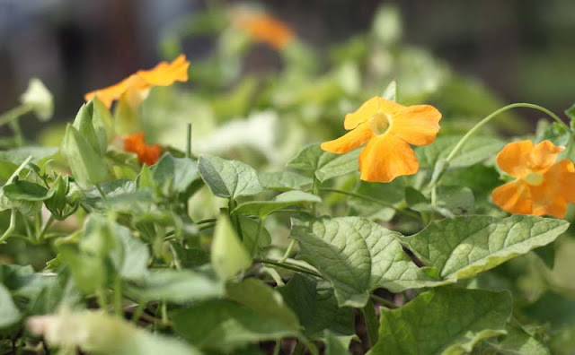 Black-Eyed Susan Vine Flowers Pictures