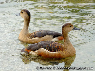 Lesser Whistling Ducks (Dendrocygna javanica)