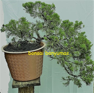 bahan bonsai sinensis berbentuk cascade