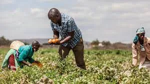 10 Best Agriculture Courses to Study in Nigeria