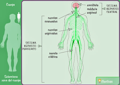 http://www.e-junior.net/juniornet/anatomy/swf/Bsnervioso.swf