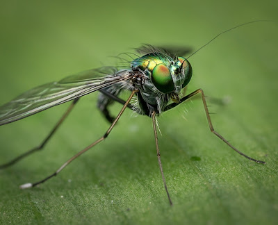 Solutions For How To Stop Mosquito Bites