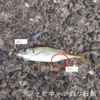 泳がせ釣りの活きエサの針の付け方