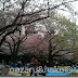 Hanami 花見 2013