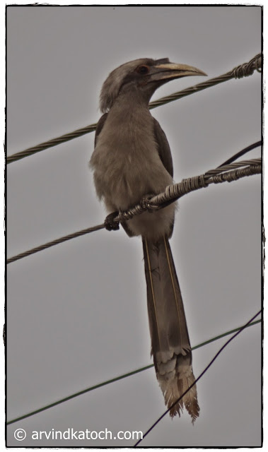 Indian Grey Hornbill, Electricity, Wire, 