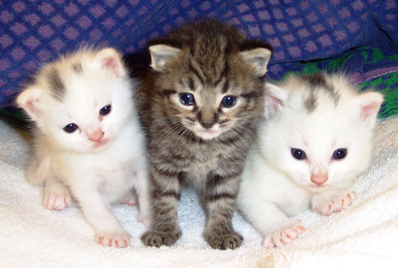 Perawatan Kucing Gambar Tiga Anak Kucing Yang Manis Dan Imut