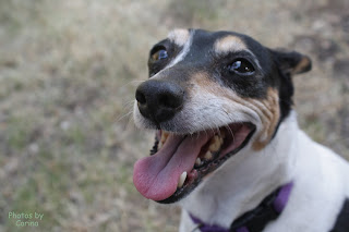 Terrier Mix-Breed Dog, Shelby Smiling