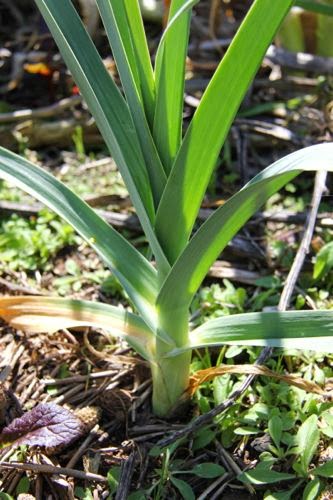 Perennial Babingtons leek