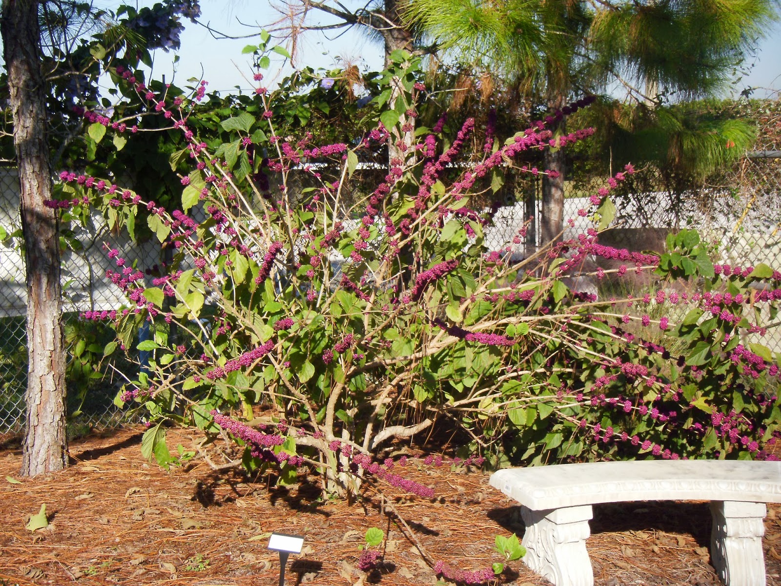 Central Florida Landscape Plants